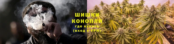 прущие грибы Осинники