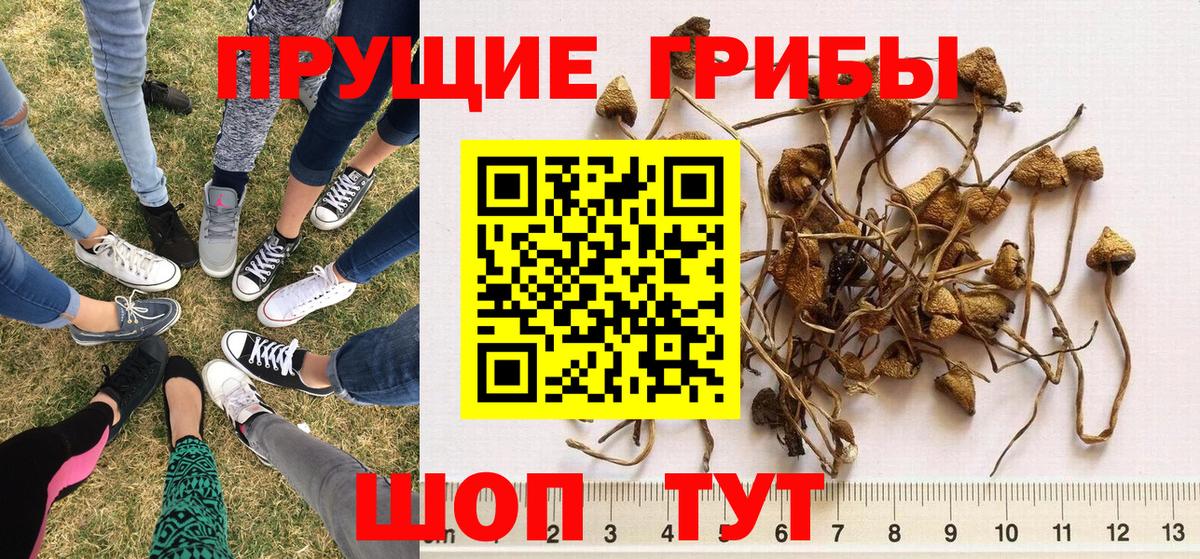 Галлюциногенные грибы Cubensis Туймазы